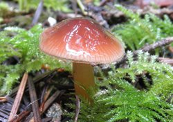 Hygrocybe by Hugh Smith