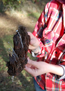 Mycenas on rotten log