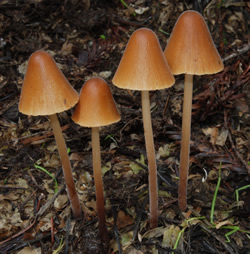 Panaeolus papilionaceus