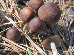 Psathyrella sp.