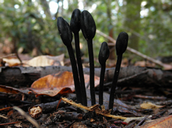 Trichoglossom hirsutum