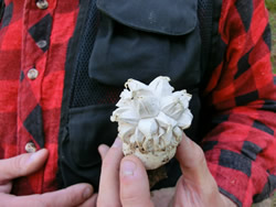 Peter Werner holding Calvatia sculpta