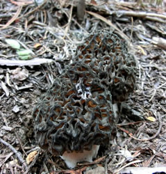 Morchella snyderi