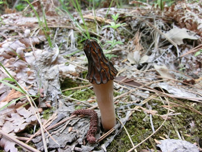 creekside morel