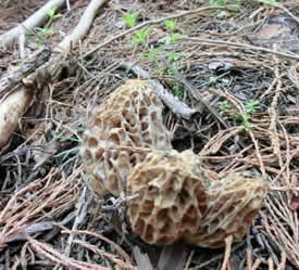 yellow morel