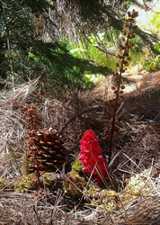 mycotrophs snow plant pine drops