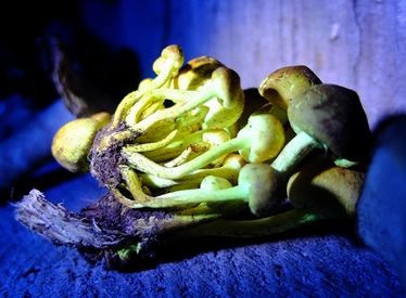 sulphur tufts on stump blacklight