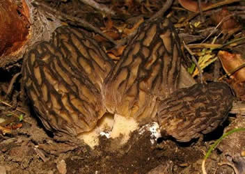 Round Valley morels