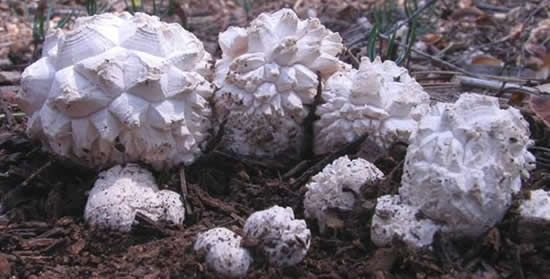 Calvatia sculpta