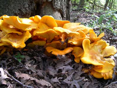 omphalotus illudens