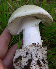 Amanita ocreata