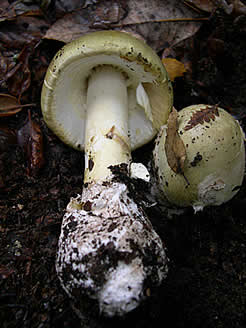 Amanita phalloides