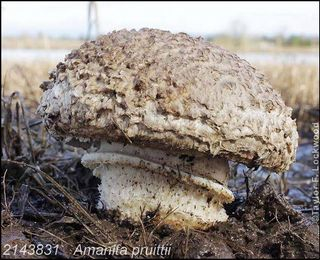 Amanita_pruittii, photo also by Taylor Lockwood