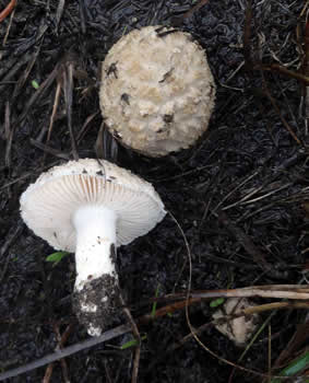 Amanita_pruittii, photo by Thomas Laxton