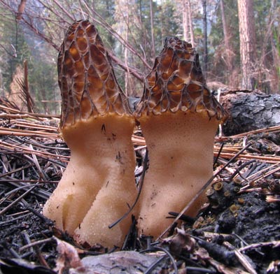 morel1