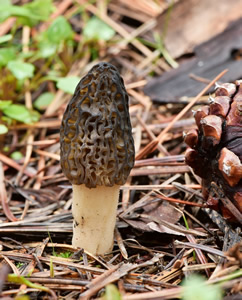 Morchella brunnea, photo by Alan Rockefeller