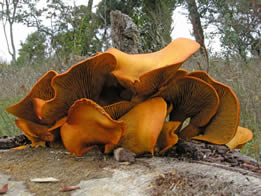 Omphalotus olivascens