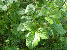 Toxicodendron diversilobum