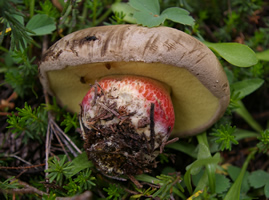 Boletus calopus var frustosus