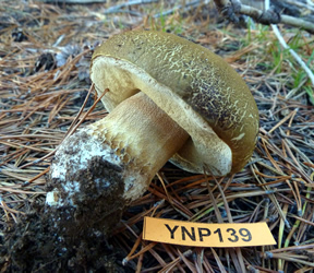 Boletus fibrillosus