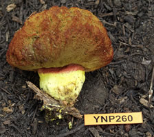 Gastroboletus vividus