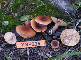 Lactarius alpinis var. mitis