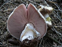 agaricus albolutescens