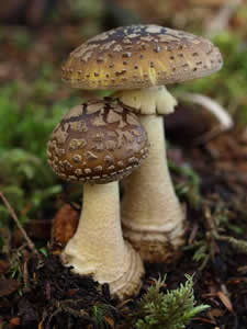 Amanita augusta, Cordova