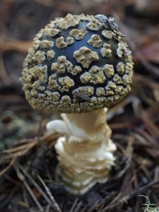 Amanita augusta