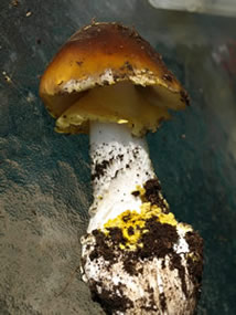 Amanita augusta