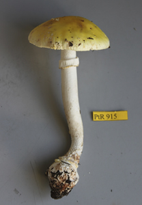 Amanita augusta