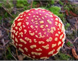 Amanita muscaria