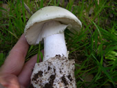 amanita ocreata