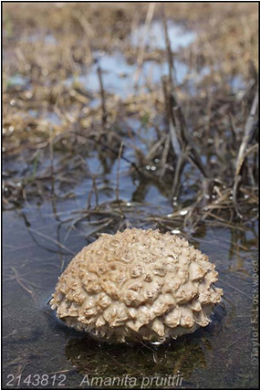 Amanita pruittii, photo by Taylor Lockwood