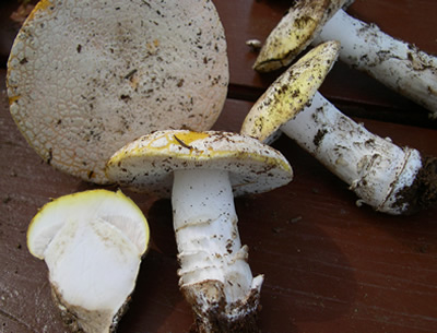 Amanita aprica