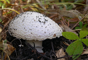 Amanita aprica in situ