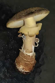 Amanita augusta, reddening base