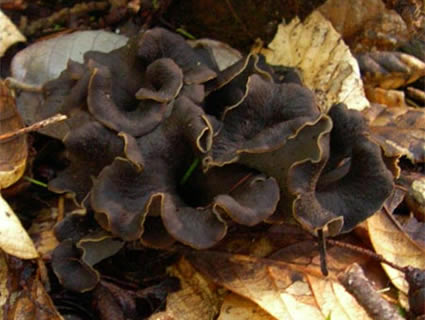 black trumpets