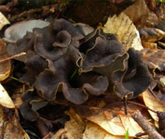 black trumpet