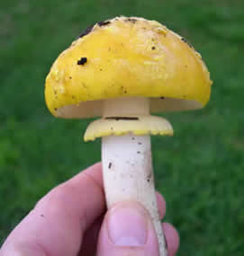 Amanita augusta