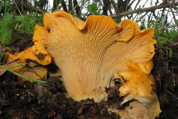 Cantharellus californicus - photo by Hugh Smith