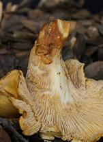 Cantharellus californicus reddening or rotting