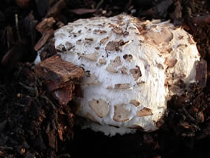 young Chlorophyllum brunneum