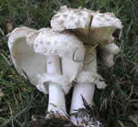 Chlorophyllum brunneum