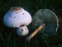 Chlorophyllum molybdites