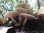 Clitocybe sp.