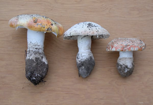 Amanita aprica