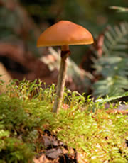 Galerina autumnalis