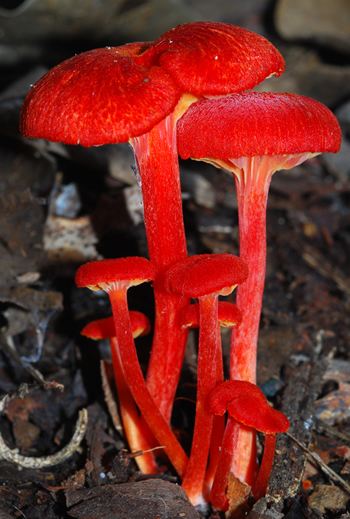 Hygrocybe boothii