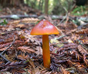hygrocybe singeri